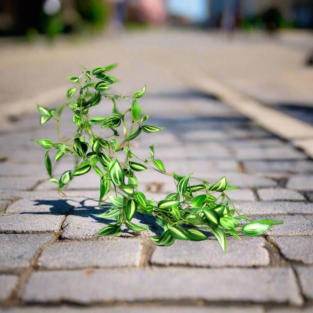 Zebrina Vine