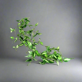 Zebrina Vine decorative home ornament