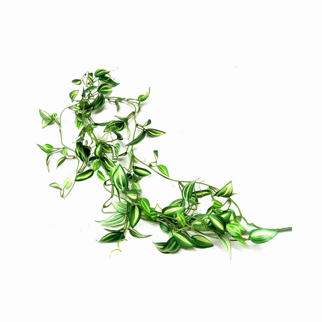 Zebrina Vine